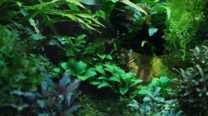 Водоросли в аквариуме и методы борьбы с ними