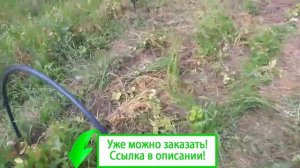 Картофель удача семенной