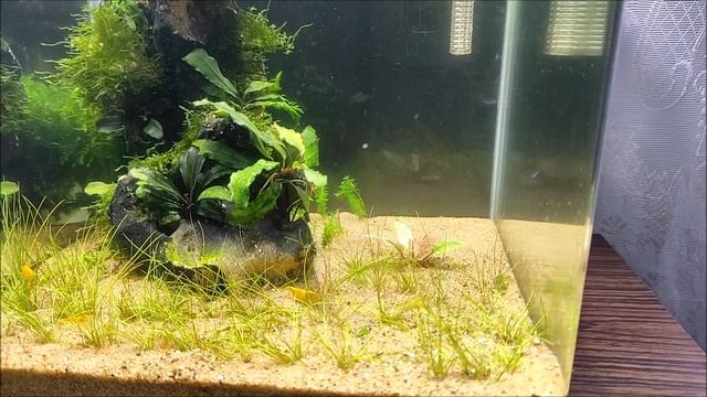 #Креветочник 20 литров. Запуск и месяц после него. смотреть онлайн