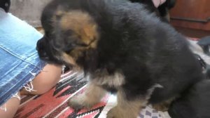 Покупка Щенка Немецкой овчарки. Как это происходит. The acquisition of a German Shepherd puppy.