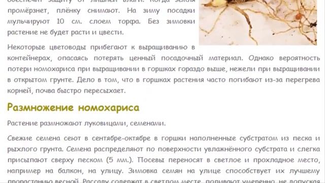 Номохарис. Альпийская лилия. Красивые растения для дома и сада.