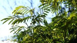 В моей душе цветет весна - красивая песня