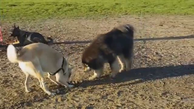 Tibetan Mastiff vs Kangal - Super Giants смотреть онлайн