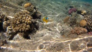 Рыбка немо Египет