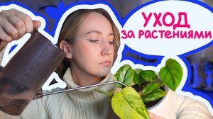 УХОД ЗА КОМНАТНЫМИ РАСТЕНИЯМИ |  Уютный вечер с ЦВЕТАМИ