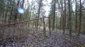 Рябчик вблизи