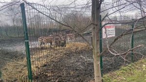 Старооскольский зоопарк: незаконно, жестоко и опасно? Лев Тигран.