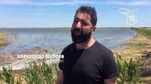 Масштабы и условия для выращивания креветки в Крыму