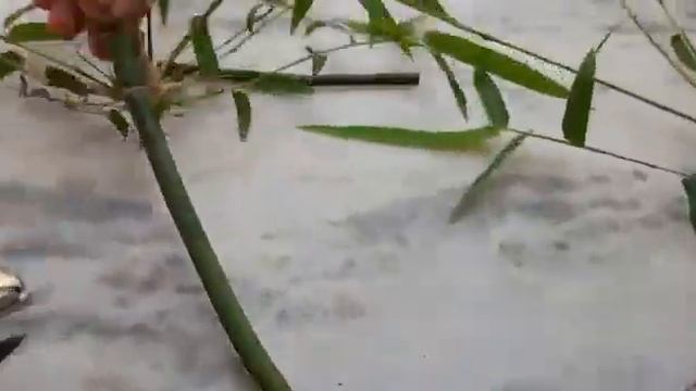 Chap-170 How to propogate lucky BAMBOO PLANT from cutting смотреть онлайн