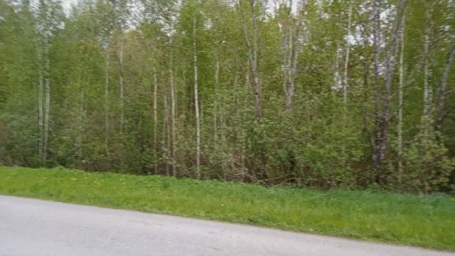 Очередное приключение в лесу. Колода для дров. Наша добыча. смотреть онлайн