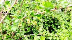 Крыжовник, который устойчив к болезням)