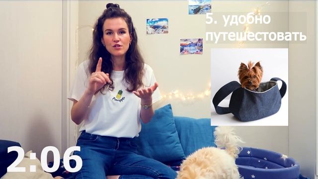 10 ПЛЮСОВ ЙОРКШИРСКИХ ТЕРЬЕРОВ за 4 МИНУТЫ - Йоркширский терьер - ГОЛДДАСТ