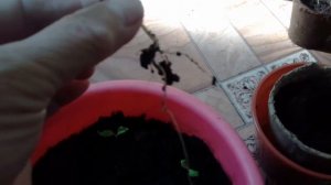 Пикирую рассаду винограда в торфяные горшки. часть2.   26.03.2018г.