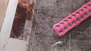 Цыплята 25 дней мясо яичная порода кур Лорен Браун и Мастер Грей взвешивание