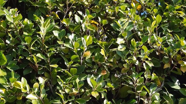 15 декабря 2022 года. Лагуна. Птичка невеличка смотреть онлайн