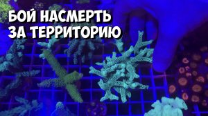Агрессивный коралл выжигает соседний | Морской аквариум