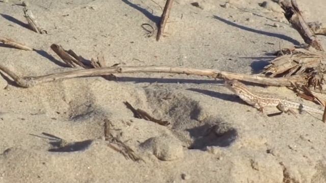 Кто живёт в дюнах Анапы смотреть онлайн