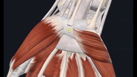 Лучевой сгибатель запястья (m. flexor carpi radialis) 3D Анатомия