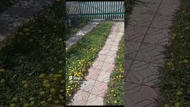 Вот так красиво цветут одуванчики!
