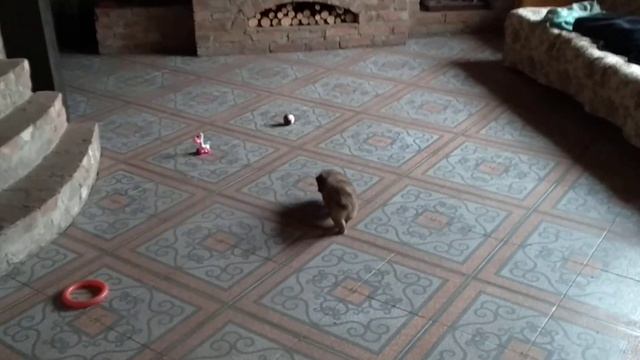 Буля. Растем. Все интересно. Щенок. Помесь пекинеса и болонки смотреть онлайн