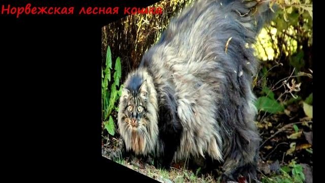 Самые крупные породы домашних кошек Топ 10