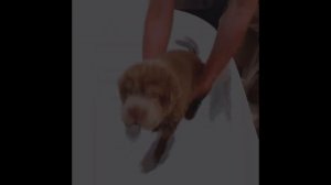 Шарпей Описание породы