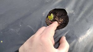 Рассада фриго Итальянского сорта Мурано на 10 день после посадки в грунт