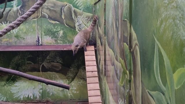 Носухи Пермского зоопарка смотреть онлайн