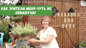 НОВОЕ РАСТЕНИЕ ДЛЯ САДА - бессмертник черешковый или гелихризум❘ Доверяй, но проверяй!