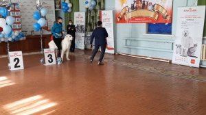 Монопородная выставка САО. Клуб Созвездие Большого Пса. 13.02.2021г. судья Григоренко Т.В.