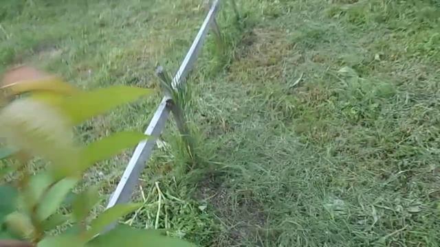 Для Сибири! Как из формировки кордоном сформировать черешню стланцем. смотреть онлайн