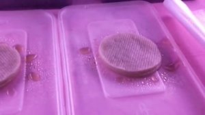 Посев перцев и томатов на рассаду