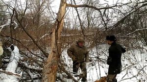 За дровами - валим сухой вяз