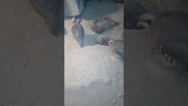 #Кеклик# Горная Куропатка, Принимают грязавую ванну смотреть онлайн