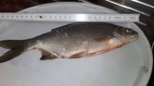 #рыбалкавдекабре #рыба почему рыба ещё живёт без Органов какое то время? #fischen  #fische