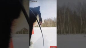 РАБОТА МОЛОДОЙ РУССКО-ЕВРОПЕЙСКОЙ ЛАЙКИ ПО СТАДУ КАБАНОВ 2021г.