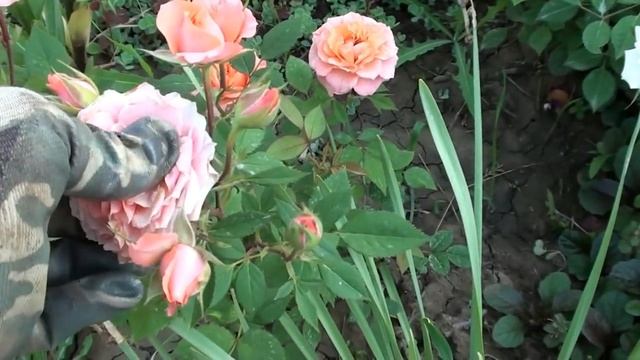 Как правильно обрезать отцветшие розы.Ч-гибридные,бордюрные,плетущиеся,парковые. смотреть онлайн