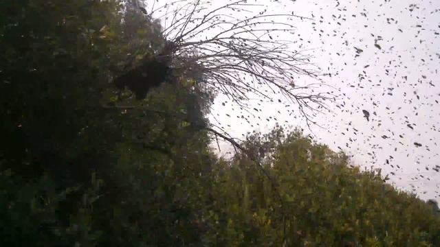 Пчеловодство.Большой рой прививается на ветку. смотреть онлайн