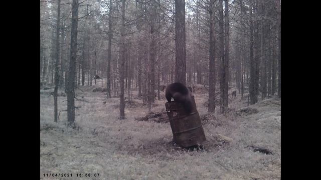 РОСОМАХА АТАКУЕТ БОЧКУ С ПРИВАДОЙ / РОСОМАХА И ЗАЯЦ НА ФОТОЛОВУШКЕ