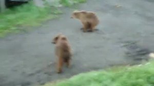 Камчатка медведи ходят по с.Ивашка