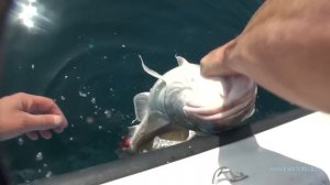 Морская рыбалка всем рыбалкам рыбалка