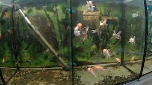 Работа в зоомагазине.