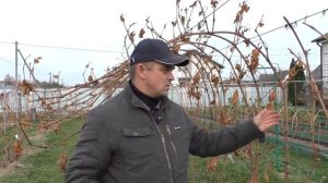 Виноград. Работа на винограднике. Предварительная обрезка.