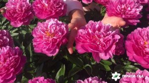Nice gal peony. Найс гал пион. Пулков сад (2022 г)