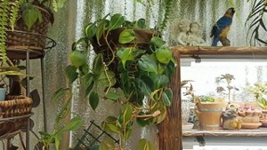 Обзор растений .Часть 1.