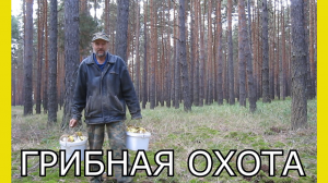 Поход в лес за грибами.Сбор белых грибов.Грибная охота.Как собирать белые грибы.Много грибов