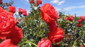 Мой Розовый Сад 2021г.Плетистые розы в моём саду.Шнеевальцер;Салита;Пьер де Ронсар;Гранд Эвод.