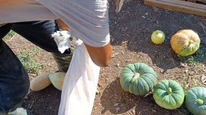 03.09.2022. Собрал последний урожай тыкв: розовый банан, хэллоуин и зимняя сладкая.