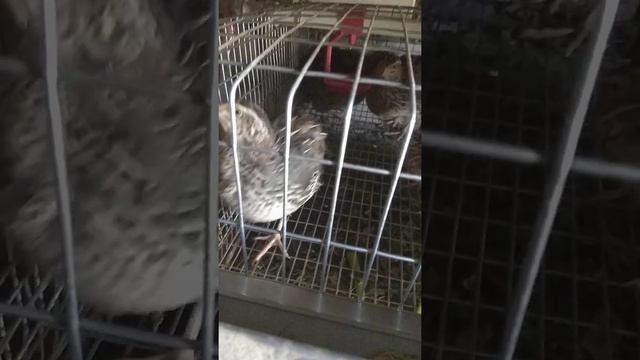 Перепелки. Продолжительность жизни у перепелок.