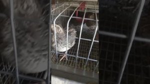Перепелки. Продолжительность жизни у перепелок.